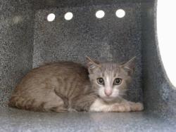Shelter Stray Male Cat last seen , 2769 Conroy Rd, Orlando, FL 32839, USA