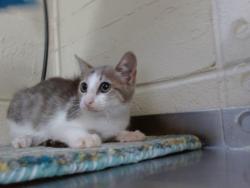 Shelter Stray Female Cat last seen , 2769 Conroy Rd, Orlando, FL 32839, USA