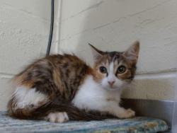 Shelter Stray Female Cat last seen , 2769 Conroy Rd, Orlando, FL 32839, USA