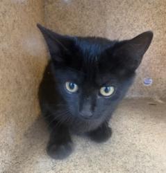 Shelter Stray Female Cat last seen ALAMANCE COUNTY, 221 Stone Quarry Rd, Burlington, NC 27217, USA