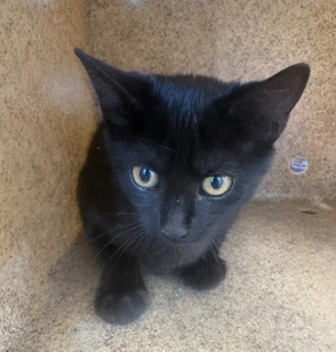 Shelter Stray Female Cat last seen ALAMANCE COUNTY, 221 Stone Quarry Rd, Burlington, NC 27217, USA
