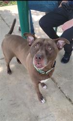 Shelter Stray Female Dog last seen OFALLON, 4850 Mid Rivers Mall Dr, St Peters, MO 63376, USA