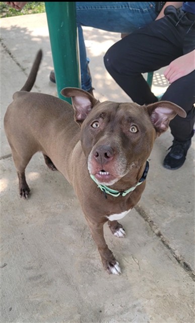 Shelter Stray Female Dog last seen OFALLON, 4850 Mid Rivers Mall Dr, St Peters, MO 63376, USA