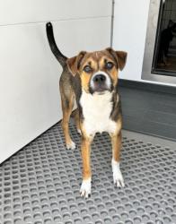 Shelter Stray Male Dog last seen SIERRA AND RIVERSIDE, 333 Chandler Pl, San Bernardino, CA 92408, USA