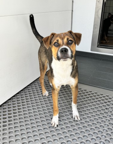 Shelter Stray Male Dog last seen SIERRA AND RIVERSIDE, 333 Chandler Pl, San Bernardino, CA 92408, USA