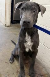 Shelter Stray Male Dog last seen Near BLOCK SUMMERWOOD, 333 Chandler Pl, San Bernardino, CA 92408, USA