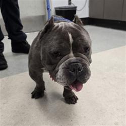 Shelter Stray Male Dog last seen , 1850 W 60th St, Los Angeles, CA 90047, USA
