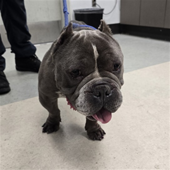 Shelter Stray Male Dog last seen , 1850 W 60th St, Los Angeles, CA 90047, USA