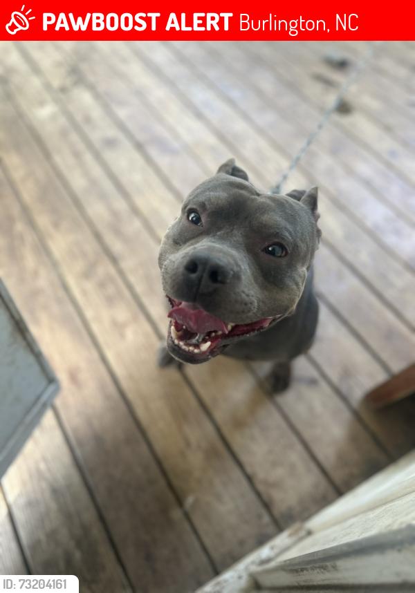 Lost Male Dog last seen Granville st and Garfield, Burlington, NC 27215