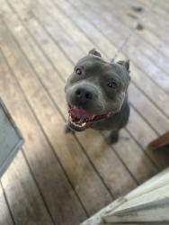 Lost Male Dog last seen Granville st and Garfield, Burlington, NC 27215