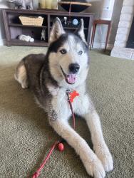 Reunited Unknown Dog last seen Near Juniper St, Chula Vista, CA 91911, USA, Chula Vista, CA 91911