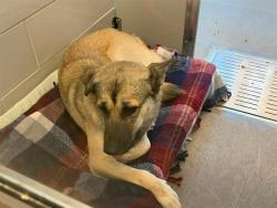 Shelter Stray Female Dog last seen 355TH AVE AND SALOME HWY, 5501 E Van Buren St, Phoenix, AZ 85008, USA