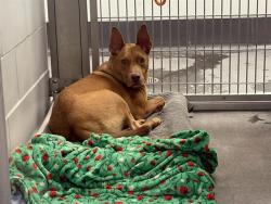 Shelter Stray Male Dog last seen NA, 5501 E Van Buren St, Phoenix, AZ 85008, USA