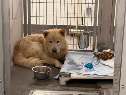 Shelter Stray Male Dog last seen 75TH AVE / BETHANY HOME, 5501 E Van Buren St, Phoenix, AZ 85008, USA