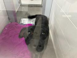 Shelter Stray Male Dog last seen GLENDALE AND I-17, 5501 E Van Buren St, Phoenix, AZ 85008, USA