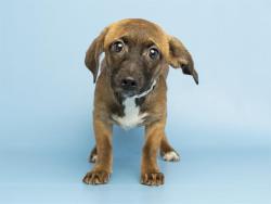 Shelter Stray Female Dog last seen A26-104996, 5501 E Van Buren St, Phoenix, AZ 85008, USA