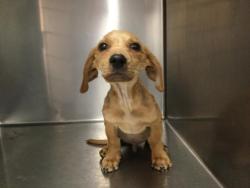Shelter Stray Male Dog last seen BAUTISTA RD, ANZA CA, 72050 Pet Land Pl, Thousand Palms, CA 92276, USA