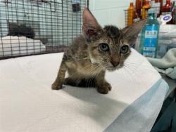 Shelter Stray Male Cat last seen OWENS ST, UMATILLA, 12280 County Rd 448, Tavares, FL 32778, USA