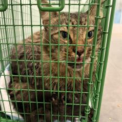 Shelter Stray Male Cat last seen PALM DR, MONTVERDE, 12280 County Rd 448, Tavares, FL 32778, USA