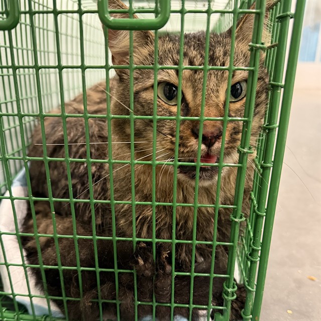 Shelter Stray Male Cat last seen PALM DR, MONTVERDE, 12280 County Rd 448, Tavares, FL 32778, USA