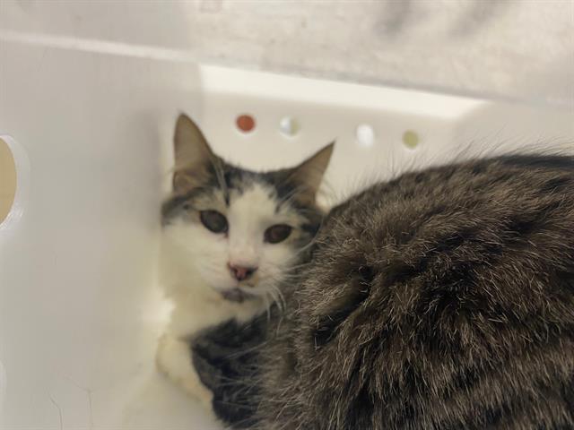 Shelter Stray Female Cat last seen Near BLOCK W MITCHELL ST, 3839 W Burnham St, West Milwaukee, WI 53215, USA
