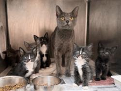 Shelter Stray Female Cat last seen , 3201 Lacy St, Los Angeles, CA 90031, USA