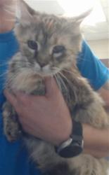 Shelter Stray Female Cat last seen Near BLOCK WAYCROSS RD, FAYETTEVILLE NC 28312, 4704 Corporation Dr, Fayetteville, NC 28306, USA