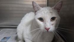 Shelter Stray Male Cat last seen , 3201 Lacy St, Los Angeles, CA 90031, USA