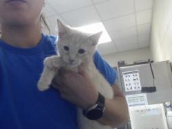 Shelter Stray Male Cat last seen Near BLOCK WAYCROSS RD, FAYETTEVILLE NC 28312, 4704 Corporation Dr, Fayetteville, NC 28306, USA