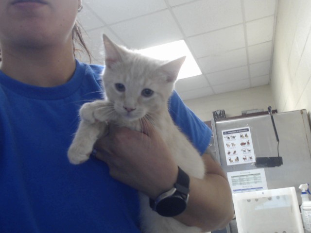 Shelter Stray Male Cat last seen Near BLOCK WAYCROSS RD, FAYETTEVILLE NC 28312, 4704 Corporation Dr, Fayetteville, NC 28306, USA