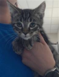Shelter Stray Male Cat last seen Near BLOCK WAYCROSS RD, FAYETTEVILLE NC 28312, 4704 Corporation Dr, Fayetteville, NC 28306, USA