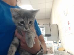 Shelter Stray Female Cat last seen Near BLOCK WAYCROSS RD, FAYETTEVILLE NC 28312, 4704 Corporation Dr, Fayetteville, NC 28306, USA