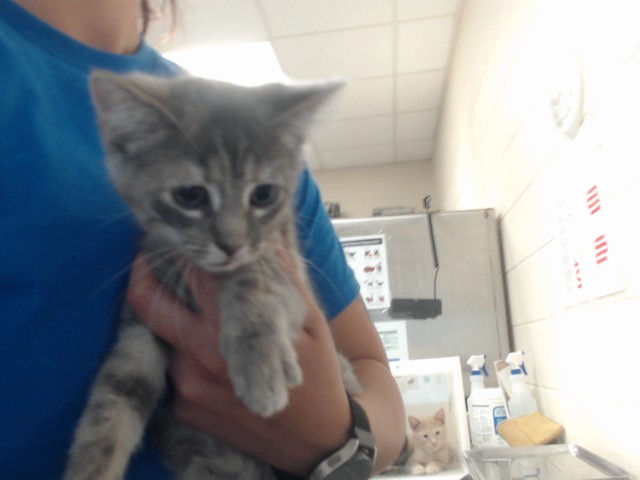 Shelter Stray Female Cat last seen Near BLOCK WAYCROSS RD, FAYETTEVILLE NC 28312, 4704 Corporation Dr, Fayetteville, NC 28306, USA