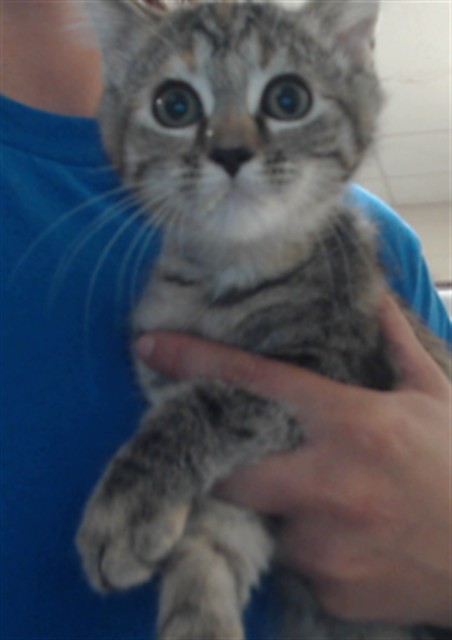 Shelter Stray Female Cat last seen Near BLOCK WAYCROSS RD, FAYETTEVILLE NC 28312, 4704 Corporation Dr, Fayetteville, NC 28306, USA