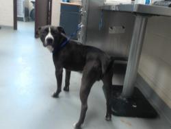 Shelter Stray Male Dog last seen Near BLOCK PRAIRIE CT, FAYETTEVILLE NC 28303, 4704 Corporation Dr, Fayetteville, NC 28306, USA