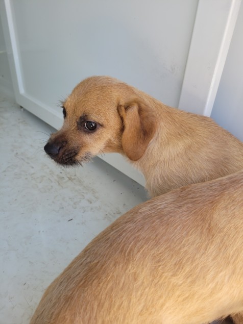 Shelter Stray Female Dog last seen , 957 N Gaffey St, San Pedro, CA 90731, USA