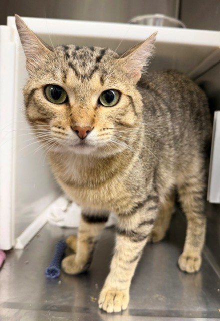 Shelter Stray Male Cat last seen Near BLOCK CLARKSON, 12155 Park Blvd, Brighton, CO 80601, USA