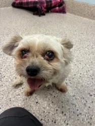 Shelter Stray Female Dog last seen 88TH AND WASHINGTON ST, 12155 Park Blvd, Brighton, CO 80601, USA