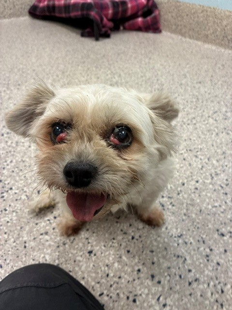 Shelter Stray Female Dog last seen 88TH AND WASHINGTON ST, 12155 Park Blvd, Brighton, CO 80601, USA