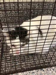 Shelter Stray Unknown Cat last seen 88TH AVE AND LAUREL DR, 12155 Park Blvd, Brighton, CO 80601, USA