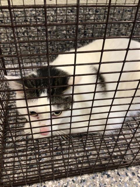 Shelter Stray Unknown Cat last seen 88TH AVE AND LAUREL DR, 12155 Park Blvd, Brighton, CO 80601, USA