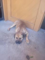 Found/Stray Unknown Dog last seen Laying down near building 400, Victorville, CA 92395