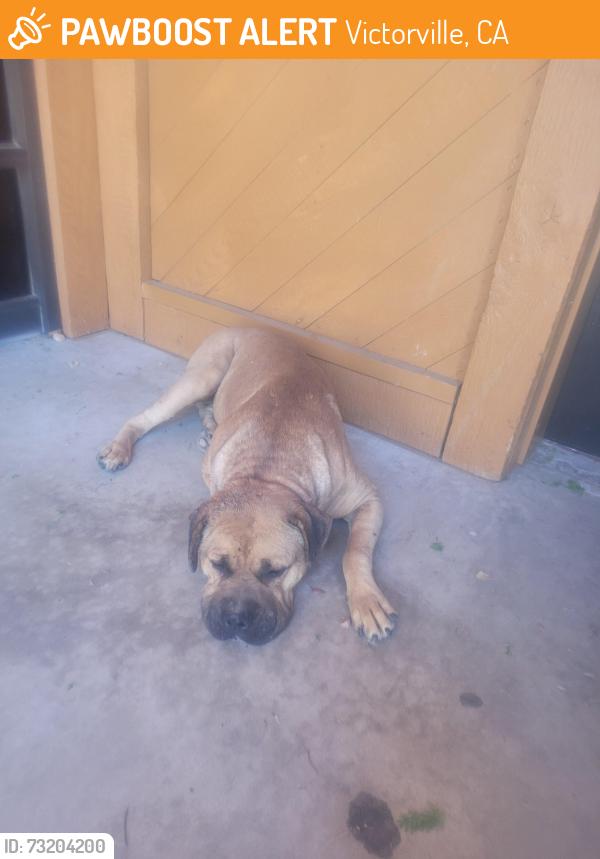 Found/Stray Unknown Dog last seen Laying down near building 400, Victorville, CA 92395