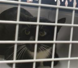 Shelter Stray Unknown Cat last seen Near BLOCK SE 52ND ST, 2811 SE 29th St, Oklahoma City, OK 73129, USA