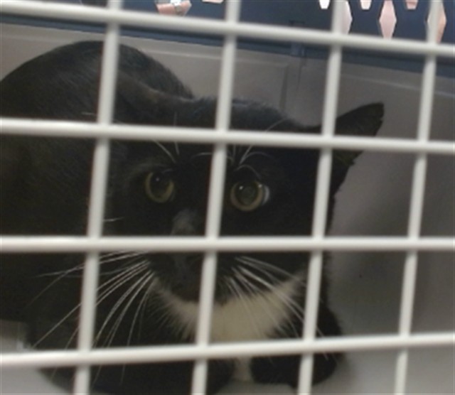 Shelter Stray Unknown Cat last seen Near BLOCK SE 52ND ST, 2811 SE 29th St, Oklahoma City, OK 73129, USA
