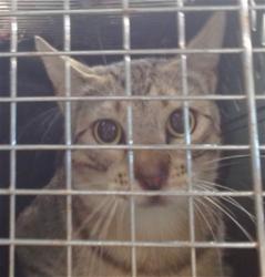 Shelter Stray Unknown Cat last seen Near BLOCK NW 115TH TER, 2811 SE 29th St, Oklahoma City, OK 73129, USA