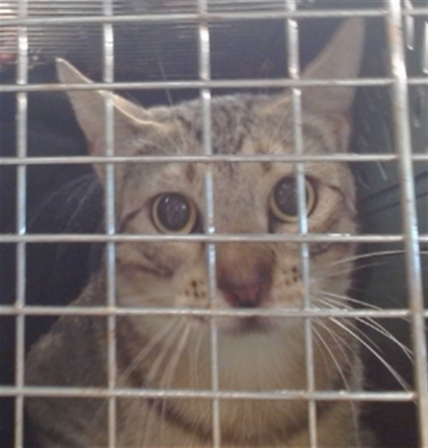 Shelter Stray Unknown Cat last seen Near BLOCK NW 115TH TER, 2811 SE 29th St, Oklahoma City, OK 73129, USA