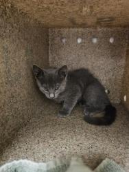 Shelter Stray Male Cat last seen Near BLOCK CAJALCO RD, PERRIS, CA, 6851 Van Buren Boulevard, Jurupa Valley, CA 92509, USA