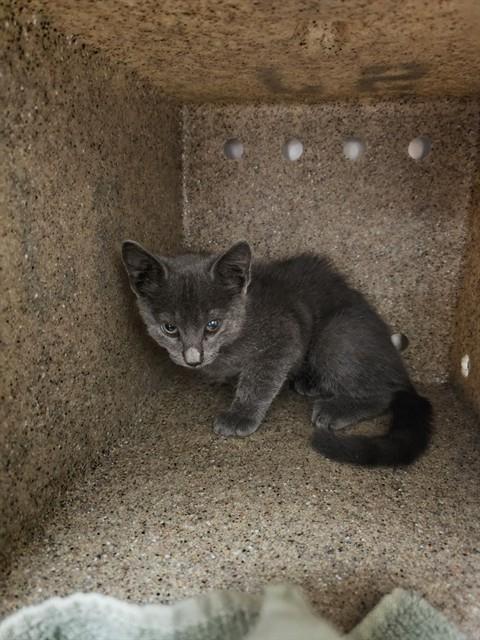 Shelter Stray Male Cat last seen Near BLOCK CAJALCO RD, PERRIS, CA, 6851 Van Buren Boulevard, Jurupa Valley, CA 92509, USA