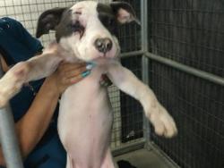 Shelter Stray Female Dog last seen Near BLOCK 14TH ST, RIVERSIDE, CA, 6851 Van Buren Boulevard, Jurupa Valley, CA 92509, USA